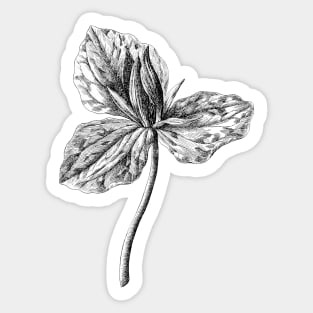 California Trillium Wild Plant Vintage Botanical Illustration Sticker